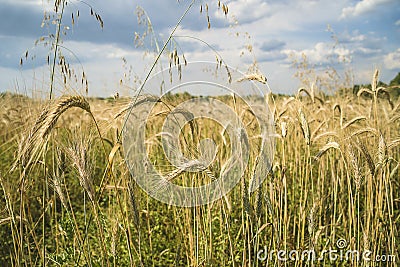 Beautiful landscape of agricultural field with ripe wheats. Stock Photo