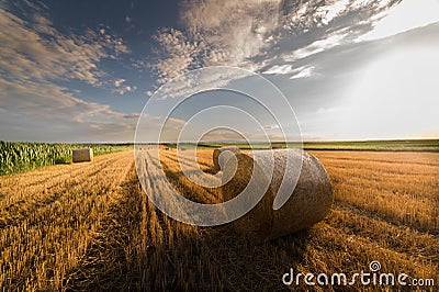 Beautiful landscape of agricultural wheat field - Round bundles Stock Photo