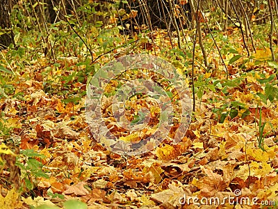 Beautiful landscape of autumn leaves in nature close up Stock Photo