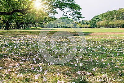 Beautiful landscape in autumn seasonal of pink flowers fall nearly tree root in public park. Stock Photo