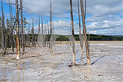 Beautiful landscape of charred trees for gases in Yellowstone national park Stock Photo