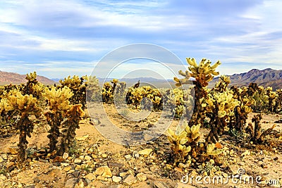 Beautiful landscape of Cholla Cactus Garden, Joshua Tree National Park, California, United States. Stock Photo