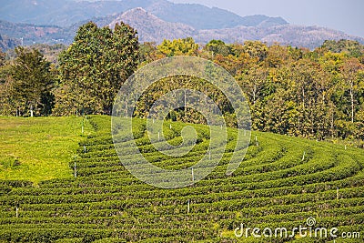 Beautiful landscape of Choui Fong Tea Plantation,Mae Chan District,Chiang Rai,Northern Thailand Stock Photo