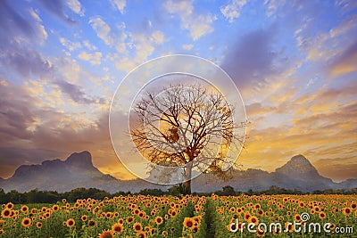 Beautiful landscape of dry tree branch and sun flowers field against colorful evening dusky sky use as natural background Stock Photo