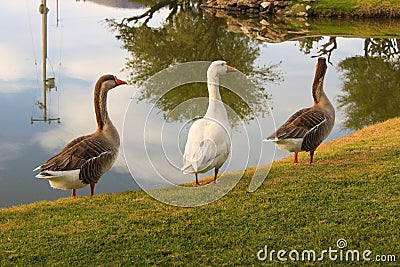 Beautiful landscape. Ducks walking. Lake reflection. Stock Photo