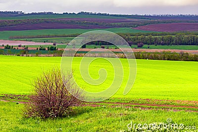 Beautiful landscape, green and yellow field. Dramatic sky with clouds Stock Photo