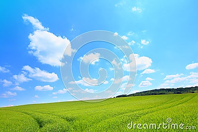 Beautiful landscape with growing wheat Stock Photo