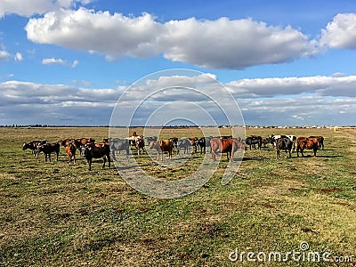 Herd of cows in the steppe of the Crimea steppe Stock Photo