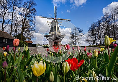 Beautiful landscape of Holland in spring Stock Photo