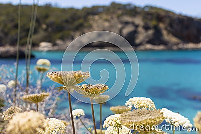 Beautiful landscape in Ibiza of blue ocean in a sunny day. Summer and holidays concept. Blurred flowers in front line Stock Photo