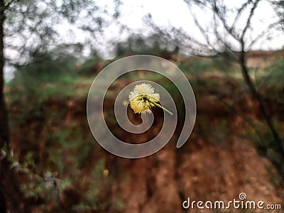 Beautiful landscape image of Acacia flower with blur background Stock Photo