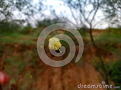 Beautiful landscape image of Acacia flower with blur background Stock Photo