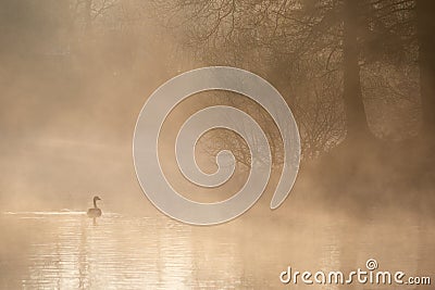 Beautiful landscape image of Canada Goose at sunrise mist on urban lake with sun beams streaming through tress lighting up water Stock Photo
