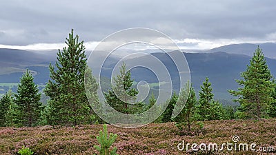 Beautiful landscape of mountains with trees in the foreground in Braemar, Scotland Stock Photo