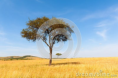 Landscape with nobody tree in Africa Stock Photo