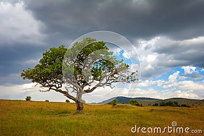 Landscape with nobody tree in Africa Stock Photo