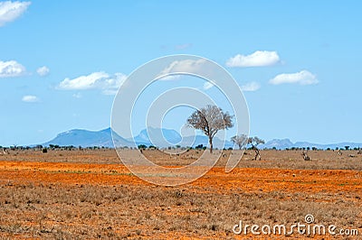 Landscape with nobody tree in Africa Stock Photo