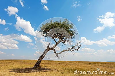 Landscape with nobody tree in Africa Stock Photo