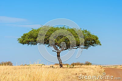 Landscape with nobody tree in Africa Stock Photo