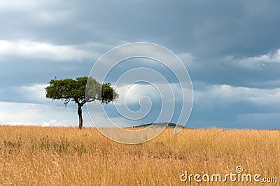 Landscape with nobody tree in Africa Stock Photo