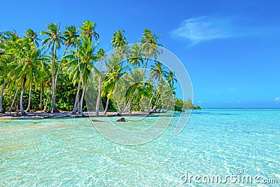 Palm trees on the beach. Travel and tourism concept. Tahaa, Raiatea, French Polynesia. Stock Photo