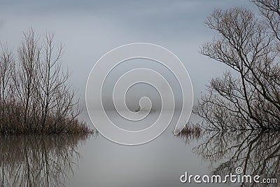 Beautiful landscape picture of a tree in a flooded lake Stock Photo
