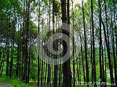 Beautiful landscape Pine tree in the morning time Stock Photo