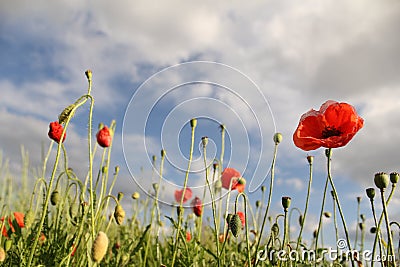 Beautiful landscape with poppies and a blue sky with clouds in springtime Stock Photo