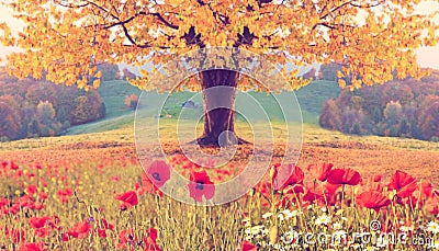 Beautiful landscape with poppy flowers and single tree with yell Stock Photo