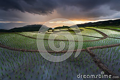 Beautiful landscape rice fields on terraced of Ban Pa Bong Piang in the rainy season, Chiangmai, Thailand Stock Photo