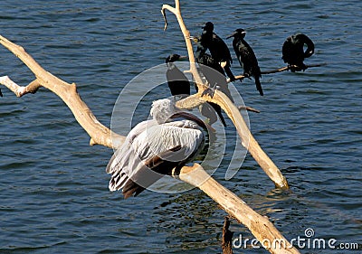 Beautiful landscape of Spot-billed pelican or grey pelican resting on a lake Stock Photo