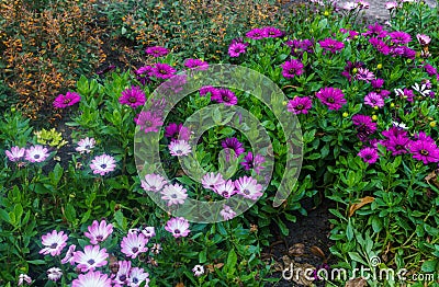 Beautiful landscape of the Summer Garden. Decorative composition of colorful flowers in Riga. Latvia Stock Photo