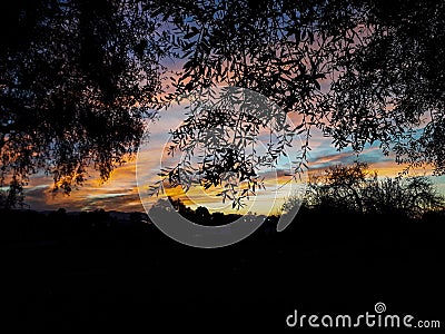 Beautiful landscape at sunset, with shades of blue and gold, framed by the horizon and tree leaves Stock Photo