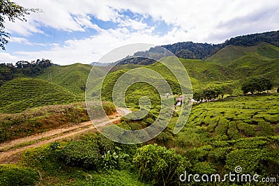 Cameron Highlands Bharat tea plantation Stock Photo