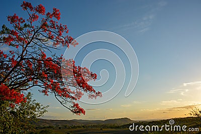 Delonix royal tree with red blooming flowers Stock Photo