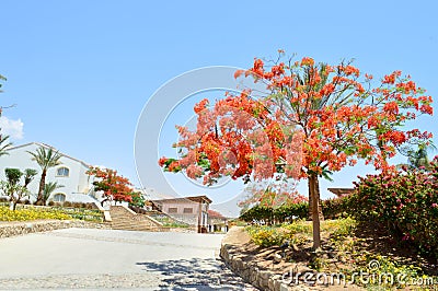 Landscape, vegetation, Delonix royal tree with red blooming flowers, palm tree with green leaves in a tropical resort against a bl Stock Photo