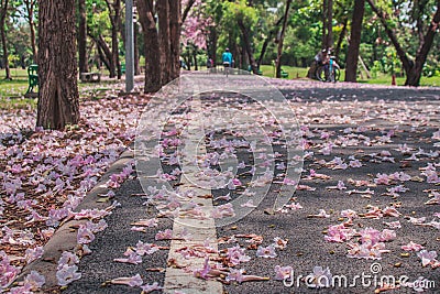 Beautiful landscape view in autumn seasonal of pink flowers fallen on walkway surrounded with green trees in public park. Stock Photo