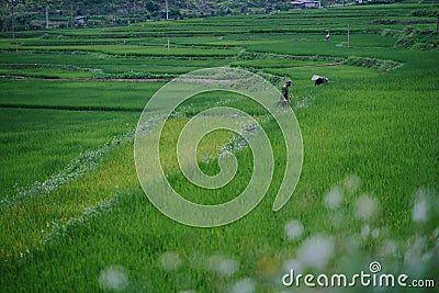 Beautiful landscape view, farmers are planting rice in the rice field,rice terraces with farmers in green nature, farmer working Editorial Stock Photo