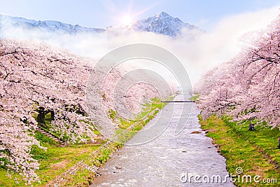 Beautiful cherry blossom or sakura in spring time with Mountain view and sunrise background Stock Photo