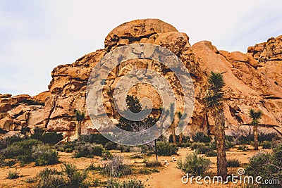 Beautiful landscape view of boulders, trees, cactuses from the hiking trail in Joshua Tree National Park, California, USA. Stock Photo