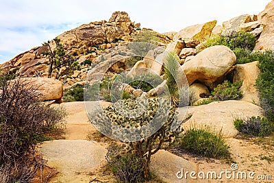 Beautiful landscape view of boulders, trees, cactuses from the hiking trail in Joshua Tree National Park, California, USA. Stock Photo