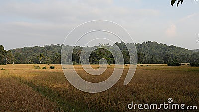 Beautiful landscape view from sri lankan paddy field Stock Photo