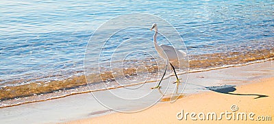 Beautiful landscape with white Heron bird close up Stock Photo