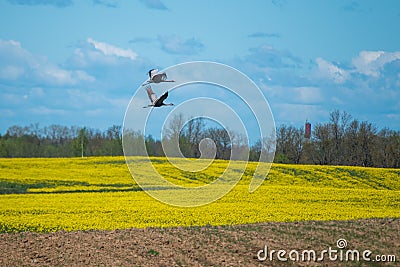 Beautiful landscape with wild birds flying Stock Photo