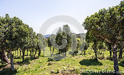 Beautiful landscape with yerba mate trees Stock Photo