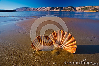 Beautiful landscapes, shells on the beach in Croatia Stock Photo