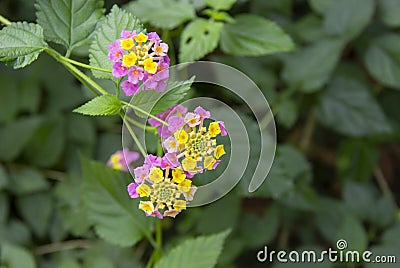 The beautiful Lantana camara exotic tropical flower Stock Photo