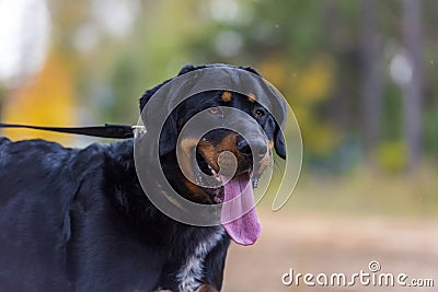 Beautiful large brown dog mestizo rottweiler Stock Photo