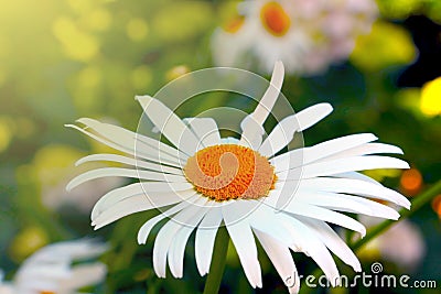 A beautiful large chamomile blooms in the meadow in the summer. Stock Photo