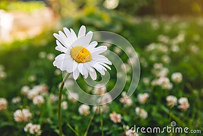 Beautiful large chamomile on a green field among clovers. Stock Photo